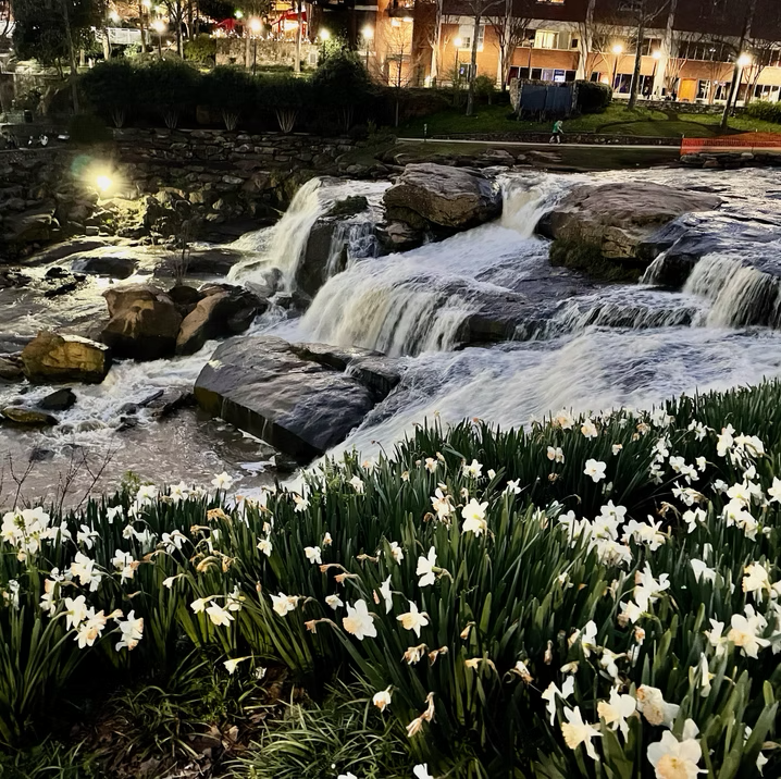 Daffodils near a waterfall in spring